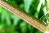  Stem